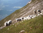 Schafe beim Aufstieg zur Branjochspitze
