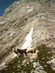 Schafe beim Aufstieg zur Branjochspitze