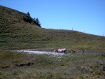 Kuh im Sumpf zwischen Wollgras