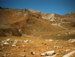 Schafe auf der Alpe Ijes die noch nach Essbaren suchen.