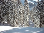 Ein Drittel durch wunderbaren lichten Wald! Ein Traum!!