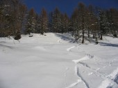 Ein Traum die Abfahrt durch den lichten Hochwald.