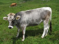Ein Tiroler Grauvieh auf Sommerfrische.
